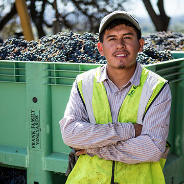 A vineyard worker poses in front of a crate of picked grapes 