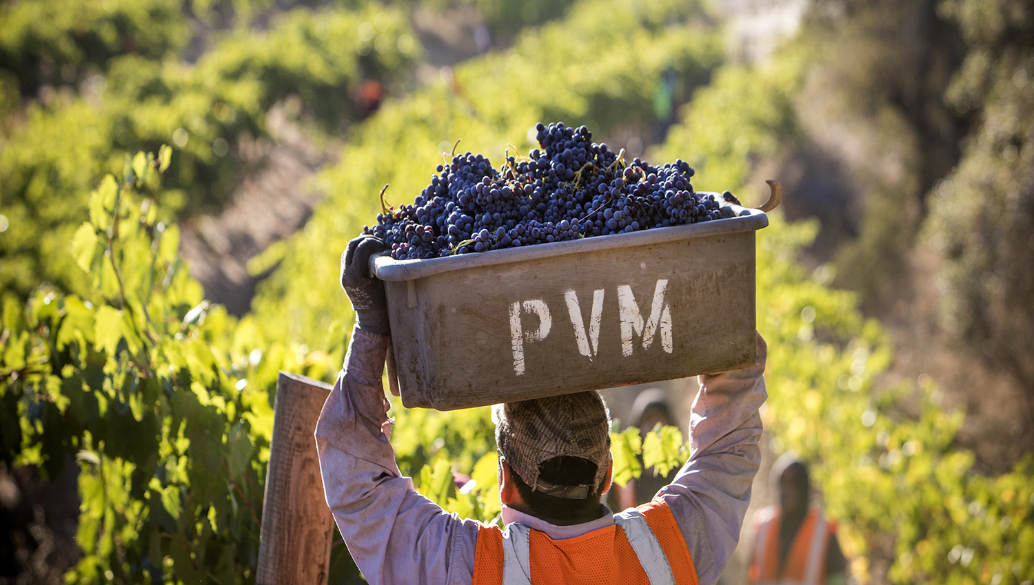 A vineyard worker carries freshly picked wine grapes
