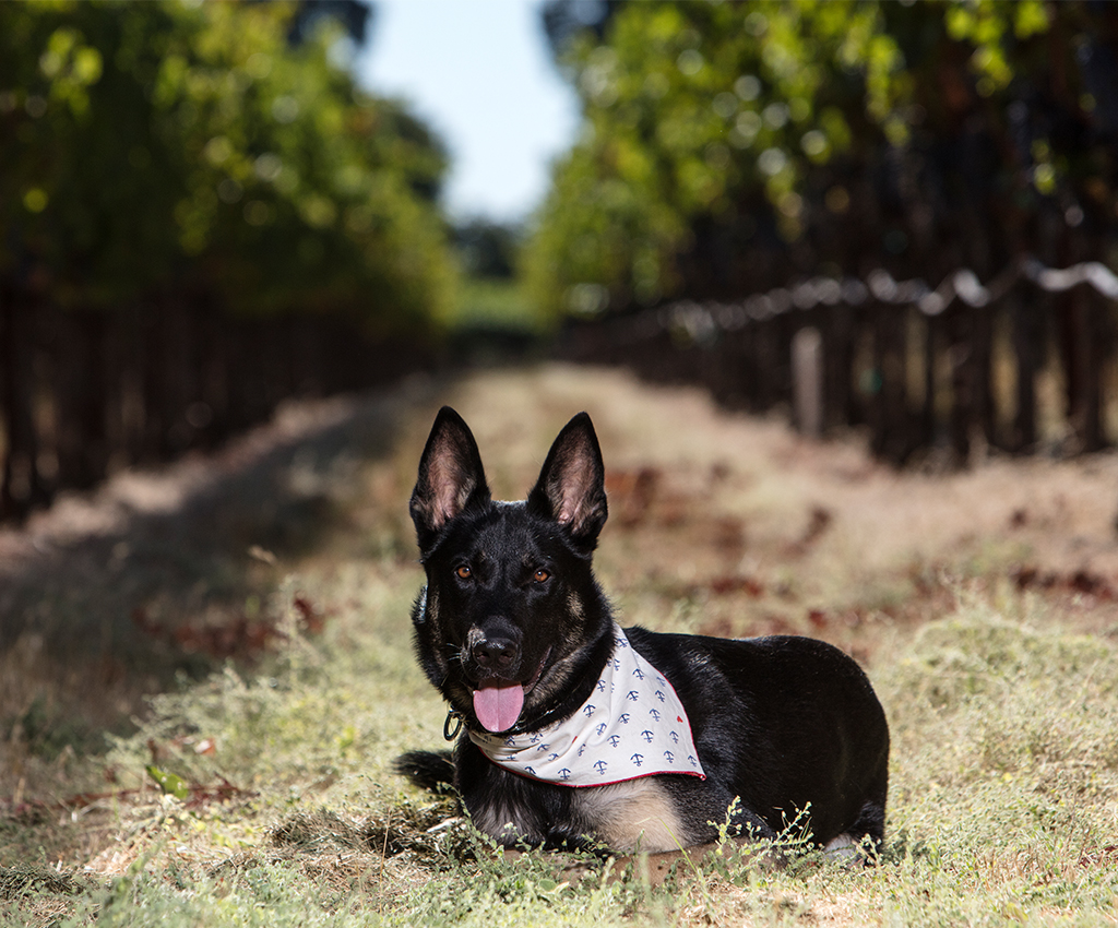 Magnum lays between rows of grapes with a handkerchief around his neck 
