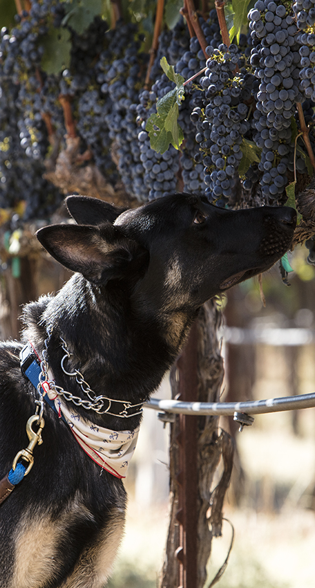 A dog sniffs at growing grapes